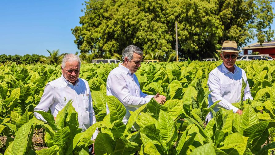 El tabaco dominicano llega a 148 países y se expande, según Intabaco El tabaco dominicano llega a 148 países y se expande, según Intabaco