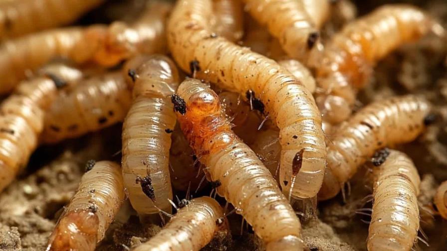 Belice confirma el primer caso de gusano barrenador en humanos