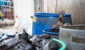 El veneno para ratas que se vende en las calles de NY ingresa ilegalmente desde RD