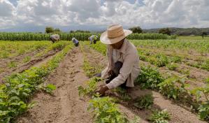 El IICA y Fundación BBVA renuevan alianza para impulsar desarrollo rural en RD y otros países de América