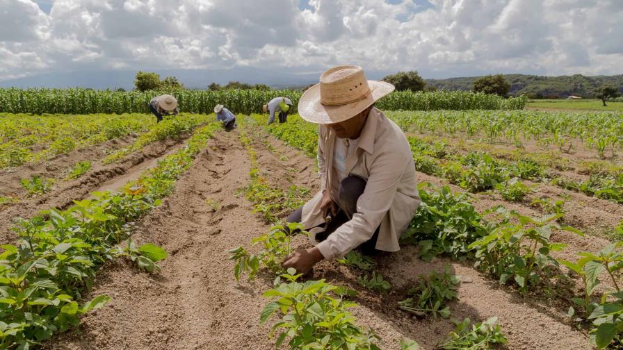 El IICA y Fundación BBVA renuevan alianza para impulsar desarrollo rural en RD y otros países de América El IICA y Fundación BBVA renuevan alianza para impulsar desarrollo rural en RD y otros países de América