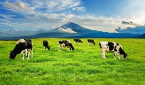 Una granja australiana apuesta por las algas para limitar el metano del ganado
