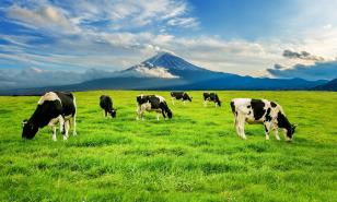 Una granja australiana apuesta por las algas para limitar el metano del ganado