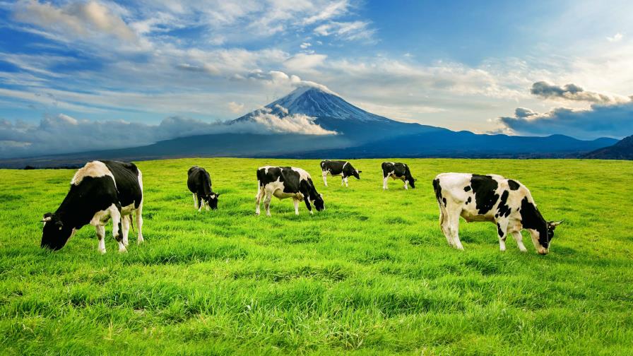 Una granja australiana apuesta por las algas para limitar el metano del ganado Una granja australiana apuesta por las algas para limitar el metano del ganado