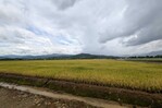 Gobierno deroga decreto que fijaba aranceles a la importación de arroz Gobierno deroga decreto que fijaba aranceles a la importación de arroz