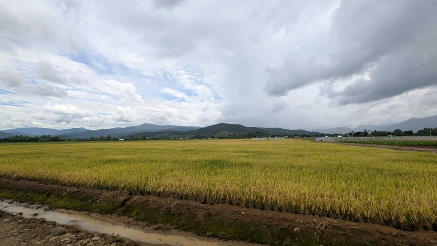 Ministro de Agricultura: "en nuestra gesti&oacute;n no ha sido necesario importar un solo quintal de arroz"
