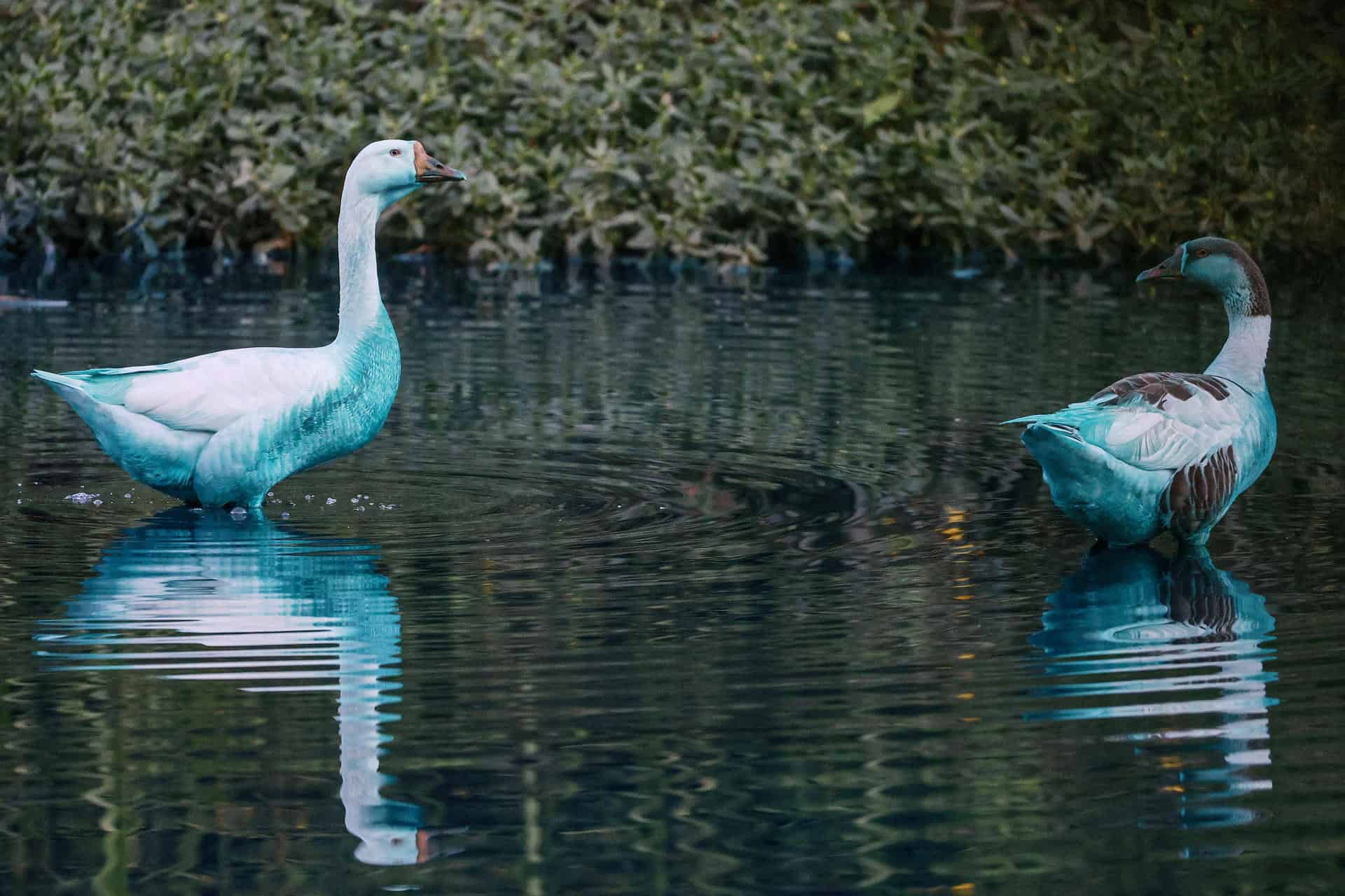 Dos patos manchados con pintura azul este miércoles, en el Lago de las Tulipas del Jardín Botánico en Jundiaí (Brasil). 