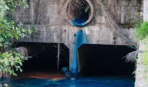 Un derrame de colorante tiñe de azul un lago y su fauna a las afueras de São Paulo