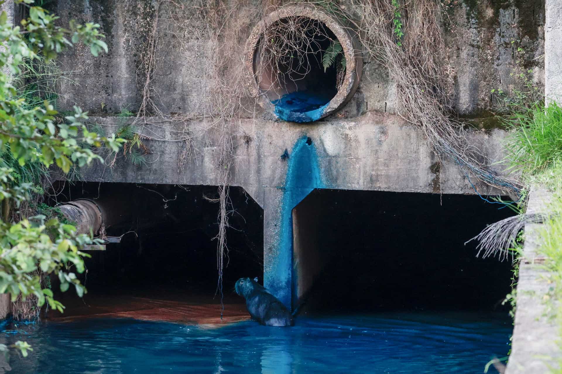 Un carpincho manchado con pintura azul este miércoles, en el Lago de las Tulipas del Jardín Botánico en Jundiaí (Brasil). 
