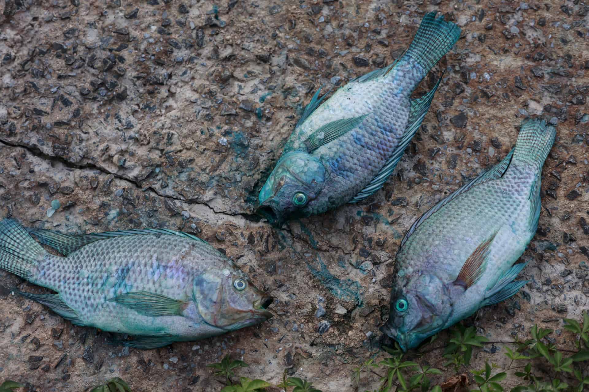 Fotografía de tres peces muertos y manchados con pintura azul este miércoles, en el Lago de las Tulipas del Jardín Botánico en Jundiaí (Brasil).