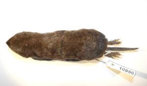 Investigadores descubren una nueva especie de musaraña en la Amazonía de Ecuador Investigadores descubren una nueva especie de musaraña en la Amazonía de Ecuador