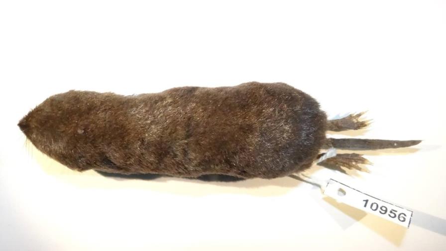 Investigadores descubren una nueva especie de musaraña en la Amazonía de Ecuador