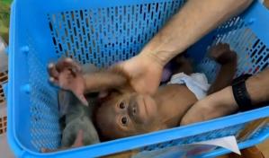 Arrestan a un hombre tailandés por contrabando de bebés orangutanes Arrestan a un hombre tailandés por contrabando de bebés orangutanes