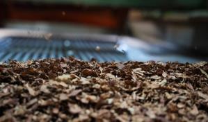 Los puros mecanizados de Cuba, el codiciado benjamín de los habanos