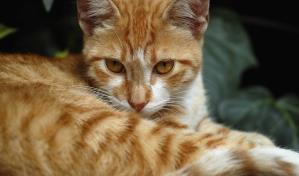 Un estudio descubre la mutación genética que hace únicos a los gatos naranjas