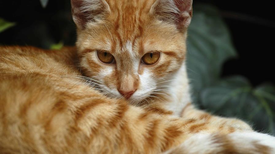 Un estudio descubre la mutación genética que hace únicos a los gatos naranjas Un estudio descubre la mutación genética que hace únicos a los gatos naranjas