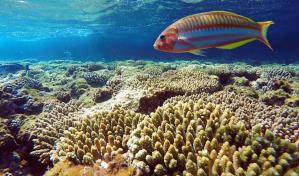 Sharm El Sheikh: de pueblo pesquero a la meca del buceo