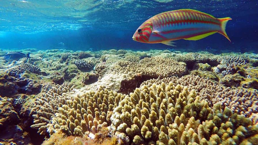 Sharm El Sheikh: de pueblo pesquero a la meca del buceo Sharm El Sheikh: de pueblo pesquero a la meca del buceo