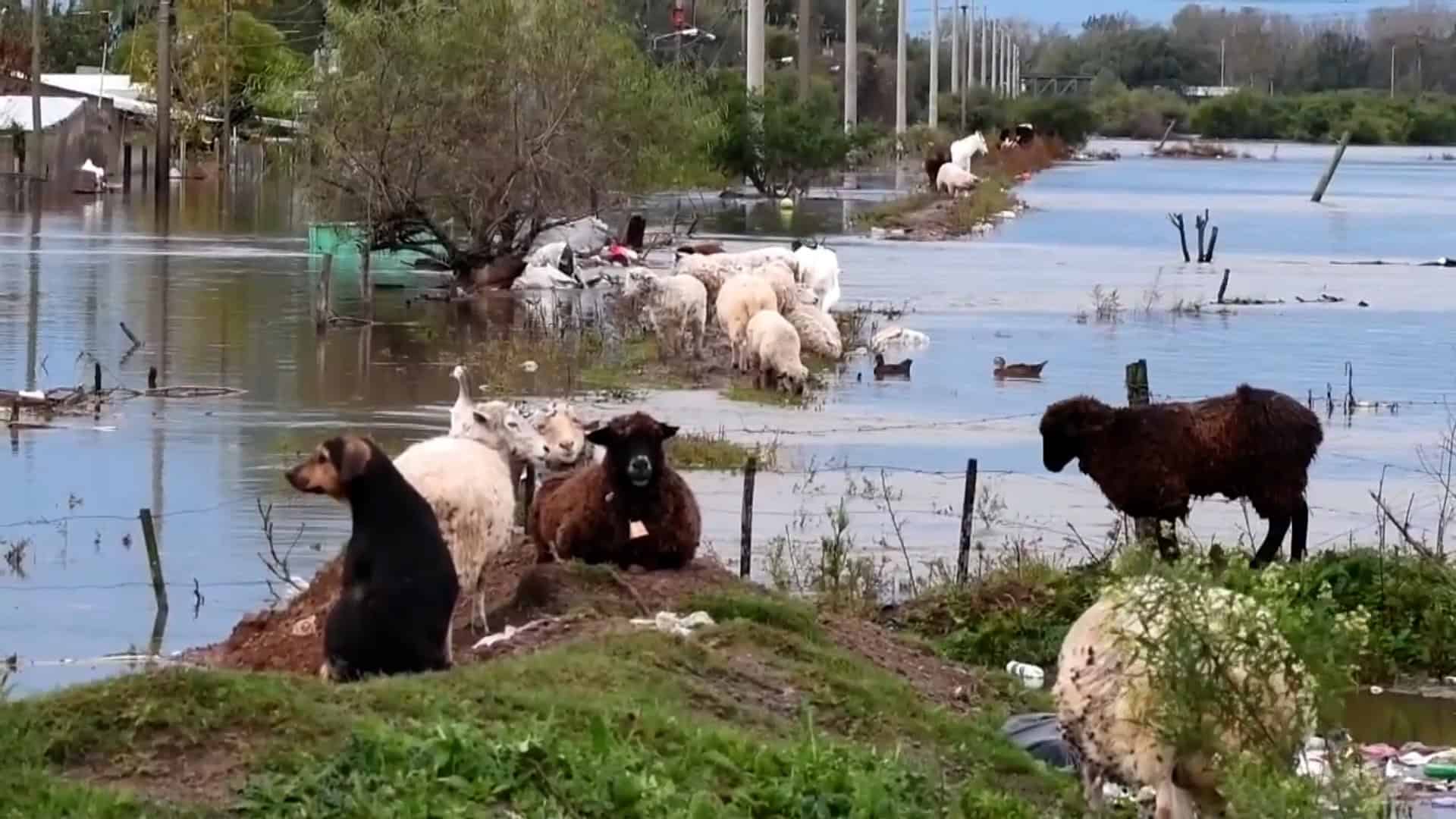 Buenos Aires acumula 400 milímetros de agua y unos 2,000 evacuados en tres días de temporal, mayo 2025