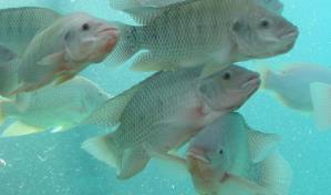 Impulsan producción sostenible de tilapia en la presa Sabaneta