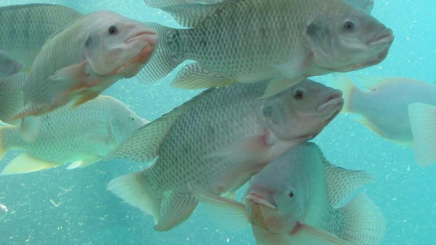 Impulsan producción sostenible de tilapia en la presa Sabaneta Impulsan producción sostenible de tilapia en la presa Sabaneta