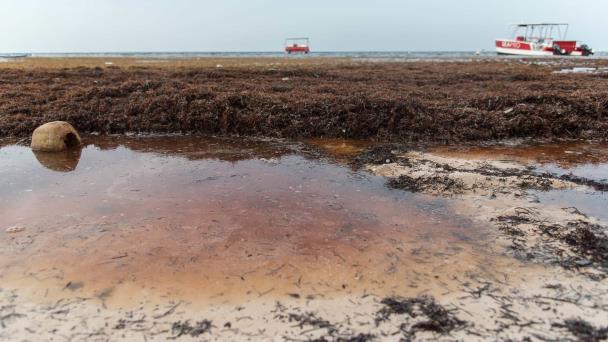 Delegación dominicana abordará sargazo y plásticos en cumbre sobre los océanos