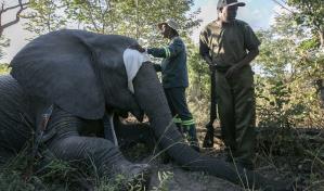 Crece el conflicto entre elefantes y aldeanos en Zimbabue. Una nueva estrategia busca solucionarlo