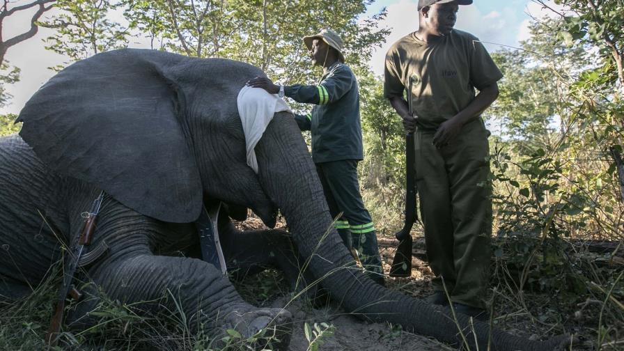 Crece el conflicto entre elefantes y aldeanos en Zimbabue. Una nueva estrategia busca solucionarlo Crece el conflicto entre elefantes y aldeanos en Zimbabue. Una nueva estrategia busca solucionarlo