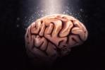 Los cerebros humanos contienen una cucharada de microplásticos que dañan la salud mental Los cerebros humanos contienen una cucharada de microplásticos que dañan la salud mental