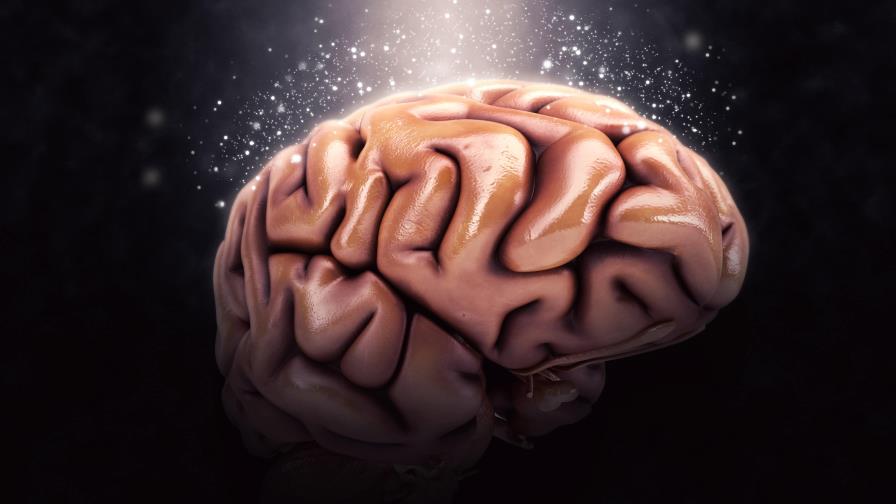 Los cerebros humanos contienen una cucharada de microplásticos que dañan la salud mental Los cerebros humanos contienen una cucharada de microplásticos que dañan la salud mental