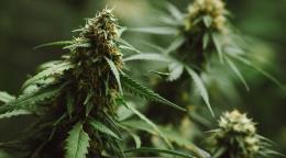 EE. UU. recuerda a sus ciudadanos que portar marihuana en RD puede llevar a arresto