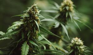 Autoridades decomisan más de 120 millones de dólares en cannabis ilegal en California