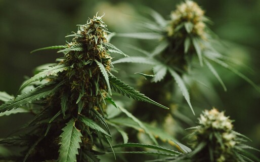 EE. UU. recuerda a sus ciudadanos que portar marihuana en RD puede llevar a arresto