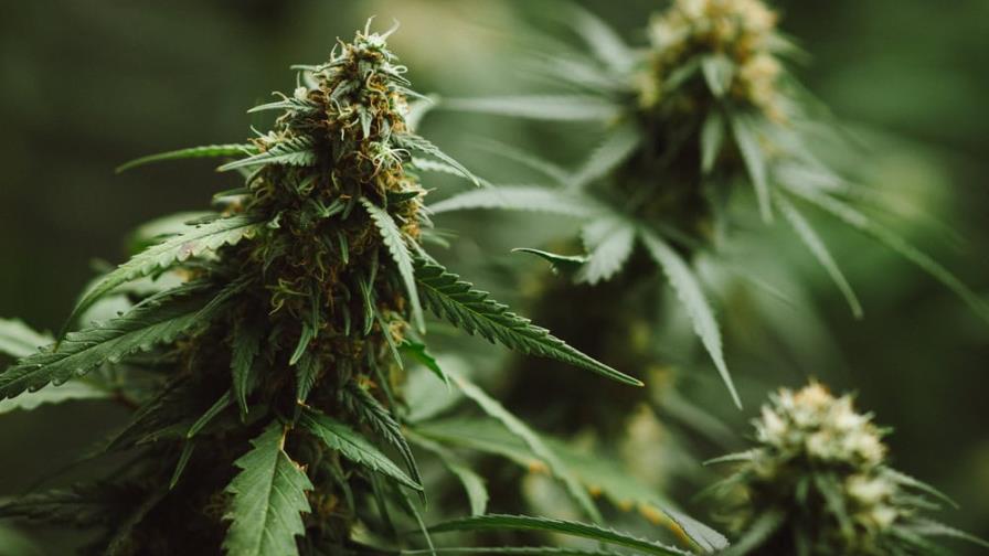 Autoridades decomisan más de 120 millones de dólares en cannabis ilegal en California Autoridades decomisan más de 120 millones de dólares en cannabis ilegal en California