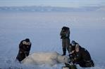 Realizan biopsias de osos polares para conocer mejor los contaminantes del Ártico Realizan biopsias de osos polares para conocer mejor los contaminantes del Ártico