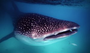 Retiran anzuelos a tiburón ballena herido que fue avistado en Barahona Retiran anzuelos a tiburón ballena herido que fue avistado en Barahona