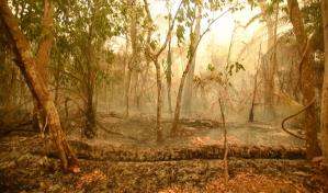 Récord de destrucción de bosques tropicales en 2024 con un grave deterioro en Brasil y Bolivia