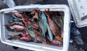 Decomisan decenas de libras de pez loro y langosta en Puerto Plata y apresan a tres hombres