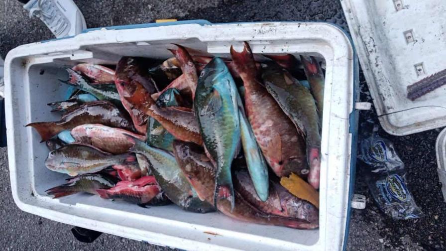 Decomisan decenas de libras de pez loro y langosta en Puerto Plata y apresan a tres hombres