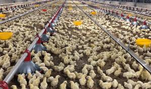 Productores de pollo denuncian riesgo de quiebra por falta de planificación y sobreproducción