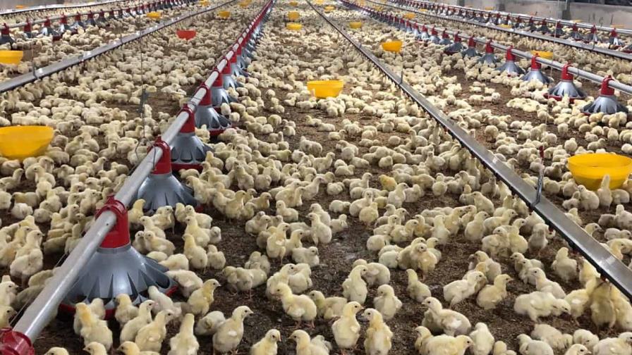 Productores de pollo denuncian riesgo de quiebra por falta de planificación y sobreproducción