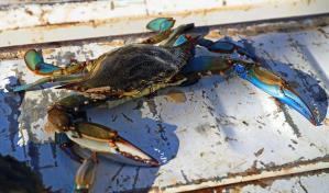 El coste económico de las especies invasoras está muy subestimado