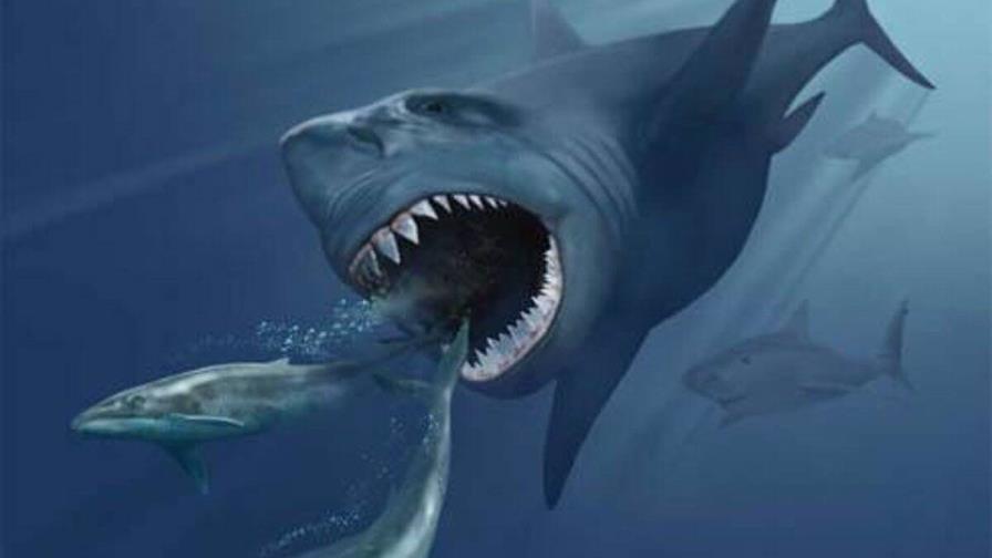 La dieta del megalodón: no solo vivía de ballenas