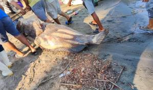 Pescadores mexicanos capturan un pez mero de 290 kilos Pescadores mexicanos capturan un pez mero de 290 kilos