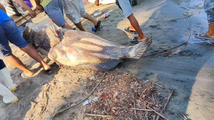 Pescadores mexicanos capturan un pez mero de 290 kilos Pescadores mexicanos capturan un pez mero de 290 kilos