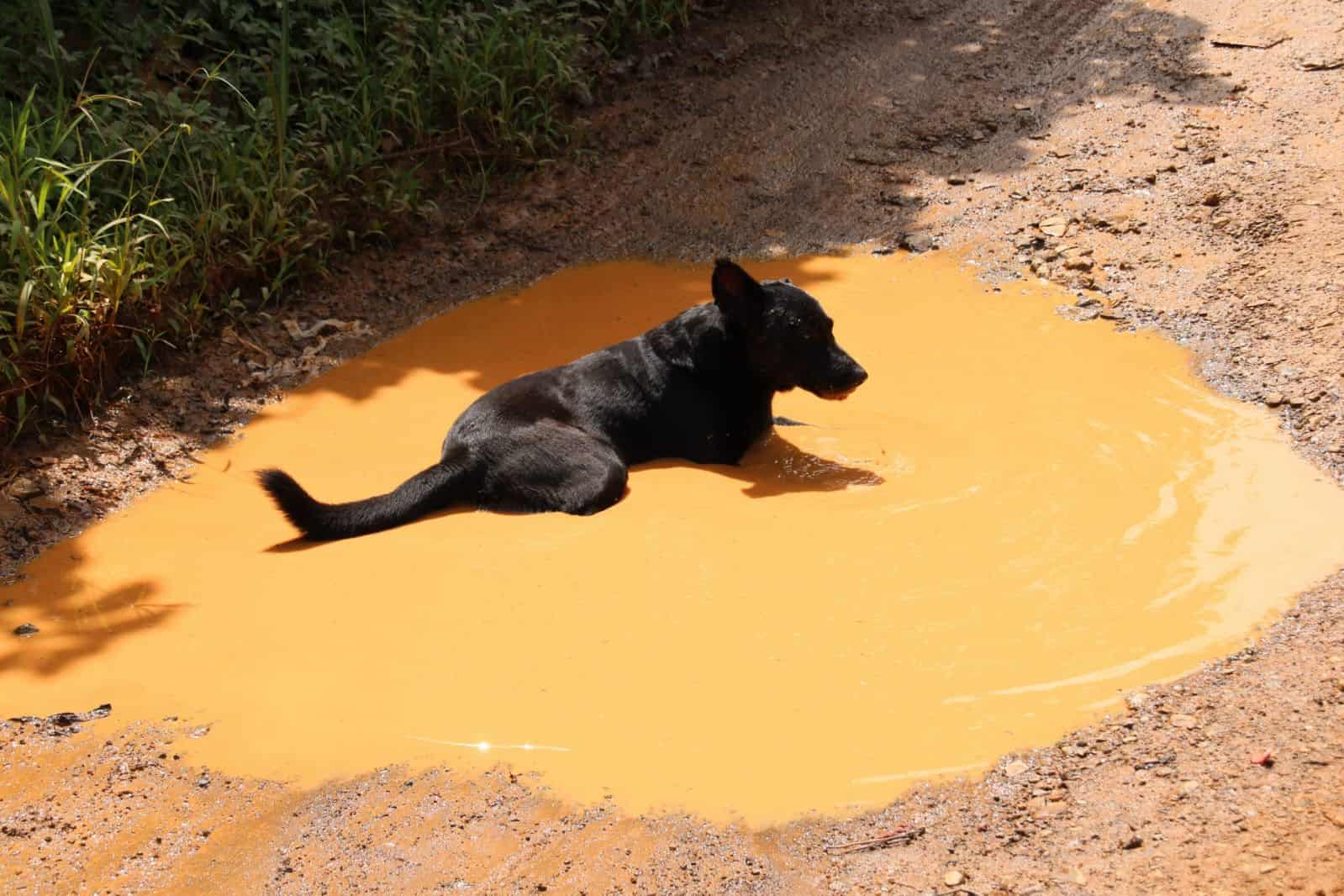 [object HTMLTextAreaElement]