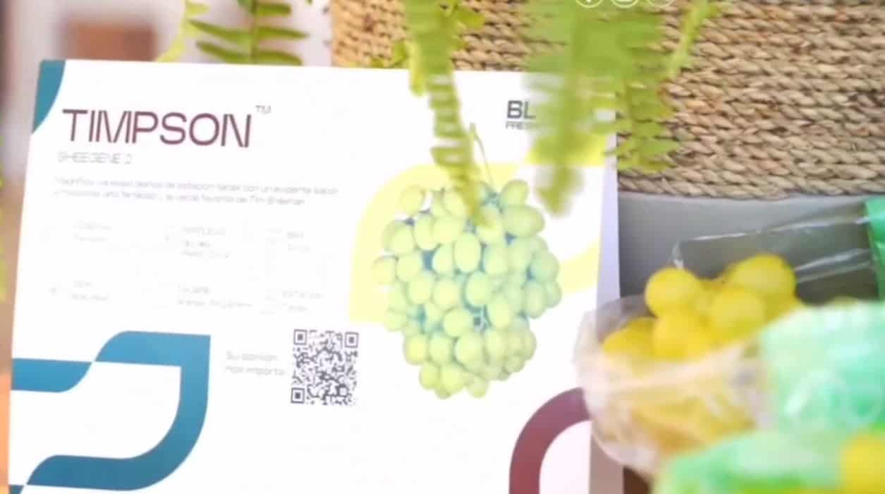 Cajas de uvas de mesaembarque partió de Guayubín, en Montecristi, hace alrededor de un mes, con 16 toneladas y otras 16 del suroeste del país, para un total de 32 toneladas en 4,000 cajas de uvas que acaban de entrar a puerto norteamericano.