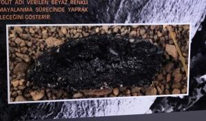 Turquía descubre y replica un pan de 5,000 años de antigüedad Turquía descubre y replica un pan de 5,000 años de antigüedad