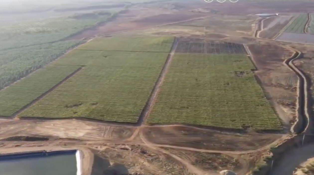 Producción de uvas de mesa en la República Dominicana.