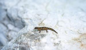 Del "peligro crítico" al "casi amenazado": reevaluación científica del gecko anillado de Samaná Del "peligro crítico" al "casi amenazado": reevaluación científica del gecko anillado de Samaná